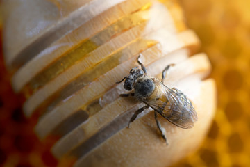 Honey Bees and Honey Stick on beehive.