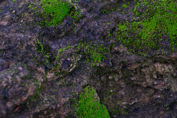 texture of green moss grow on rock surface background-image.