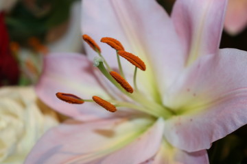 Fototapeta na wymiar Lily close up showing stamen (stalk and anther) in focus