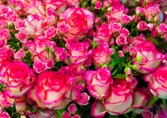 floral background of red roses.