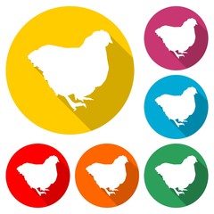 Chicken (Hen) logo, chicken silhouette icon,color set  with long shadow