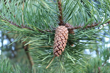 Pine cone on tree surrounded by green needles