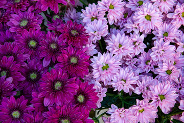 Two bunches of daisy flower, one with pink petals, the other with purple petals, with green inflorescence. Bouquet of daisies ready for sale by a florist.