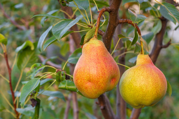 Ripe organic cultivar pears in the summer garden. Closeup, selective focus