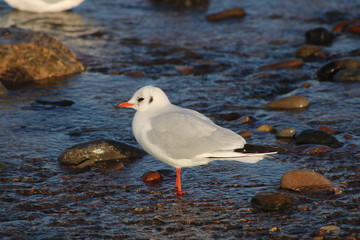 Common gull standing in water with sunlight