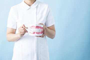 歯ブラシと歯の模型を持つ女性の歯科衛生士