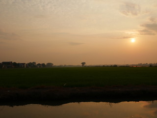 Reflections of the sun and the sky with water in cornfield and birds are living.Shooting location is Pathum Thani ,Thailand.