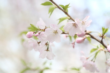 薄ピンクの桜と若葉