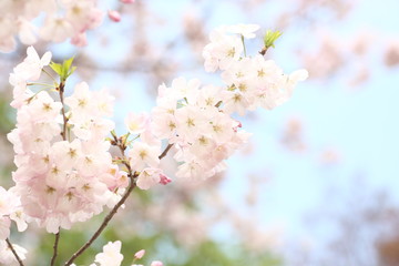 Fototapeta na wymiar 薄ピンクの桜