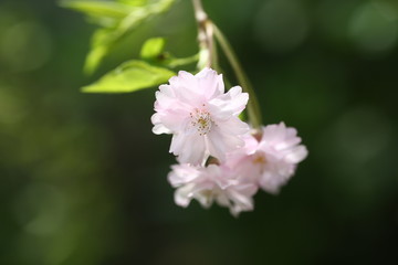 Obraz na płótnie Canvas ピンクの桜の花