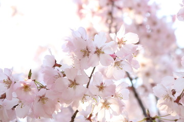 朝日を浴びるピンクの桜の花