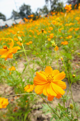 cosmos flowers in the field