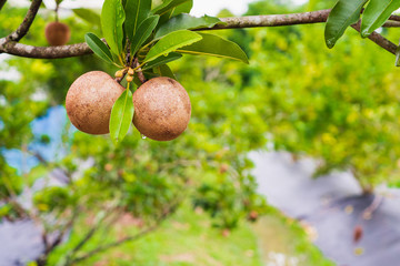 sapodilla fruit on tree in organic garden