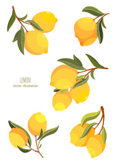 Lemon elements. Handpainted  vector lemon illustration. Use for postcard, print, invitations, packaging etc.