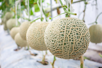 Fresh green Japanese cantaloupe melons plants growing in organic greenhouse garden