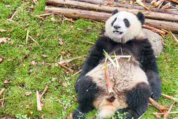 Cute giant panda resting on green grass after breakfast