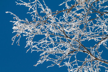 Arbre givré 
