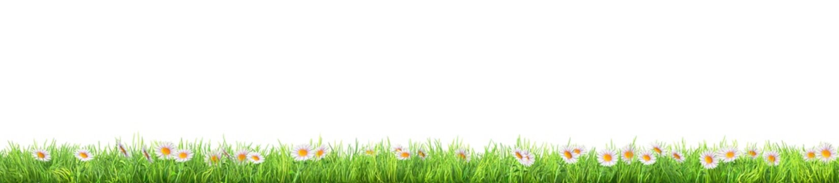 a green grass with daisy flowers isolated