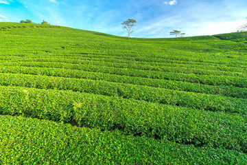 Green tea hill in the highlands in the morning. This tea plantation existed for over a hundred years old and the largest tea supply in the region and exporting