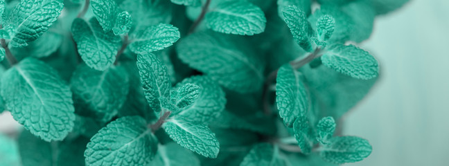 turquoise mint plant grow