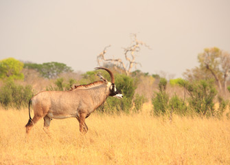 Naklejka na ściany i meble Beautiful close-up of a rare endangered Roan antelope on the dry african savannah - Hwange National Park, Zimbabwe