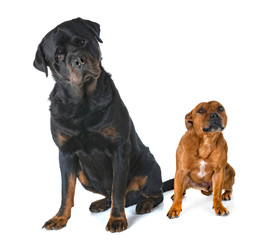 Obraz premium staffordshire bull terrier and rottweiler