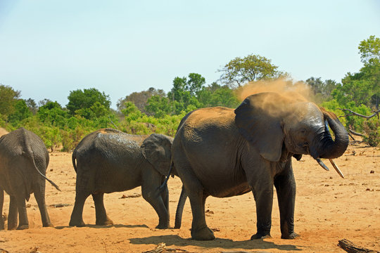 Scenic view of Afrcan Elephants dusting themselves on the Dry Dusty Plains in Hwange National Park, Zimbabwe