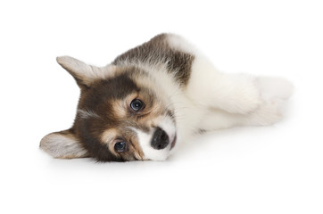 Purebred Welsh Corgi puppy over white background