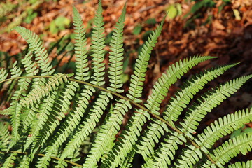 Fern in sunlight