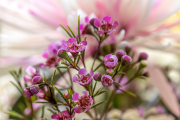 Delicate pink and white flowers on a blurred background closeup