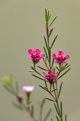 Delicate pink flowers on green blurred background closeup