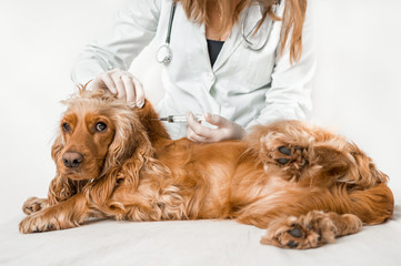 Veterinarian giving injection of a dog - veterinary concept