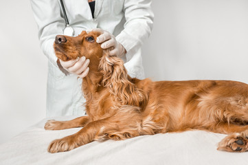 Veterinarian checking eyes of a dog - veterinary concept