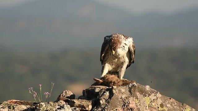 Aguila perdicera con un conejo en la roca