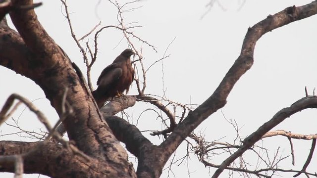 African black kite standing on a tree