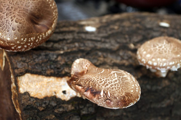 Shiitake mushroom. Cultivation and growth of the Shiitake mushrooms in Japanese technology on oak logs. Mushrooms grow on wooden logs. Shiitake mushrooms growing on tree.