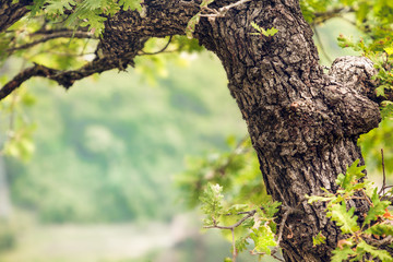 the trunk of a young oak tree in spring with green leaves with copy space