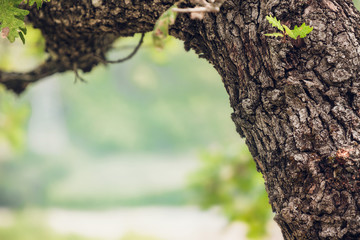 Obraz premium close-up of oak bark with leaves on a green background