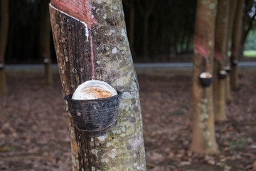 Rubber tree and bowl filled with latex.