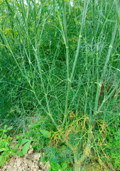 Fennel (Foeniculum vulgare) in growth at garden