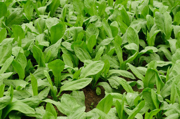 Fototapeta na wymiar Green indian lettuce plants growing at vegetable garden
