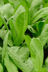 Green indian lettuce plants growing at vegetable garden