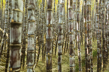 Closeup of sugarcane plants growing at field