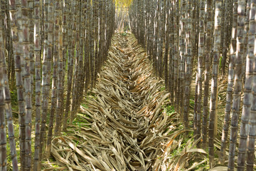 Closeup of sugarcane plants growing at field