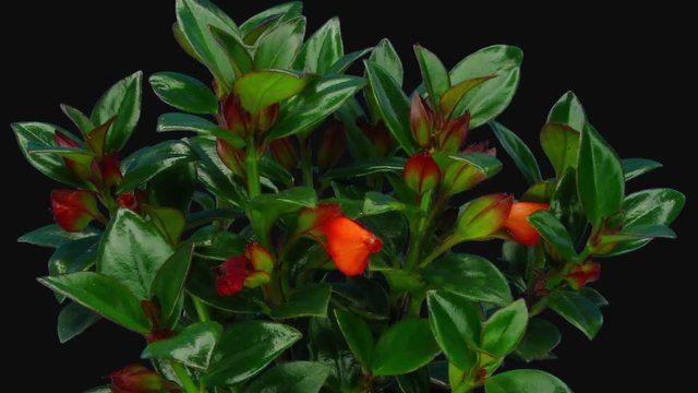 Time-lapse of growing and blooming nematanthus flower 1e3 in RGB + ALPHA mate format isolated on black background