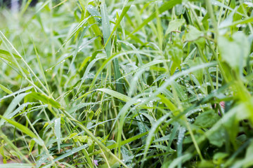Dew on the leaves