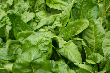 sliverbeet grow in vegetable garden