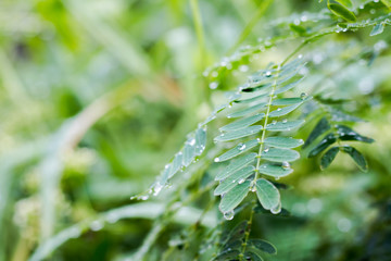 Dew on the leaves
