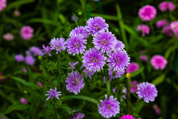 Beautiful purple flower are blooming in the garden