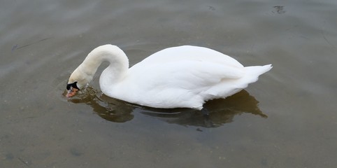 Beautiful Swan